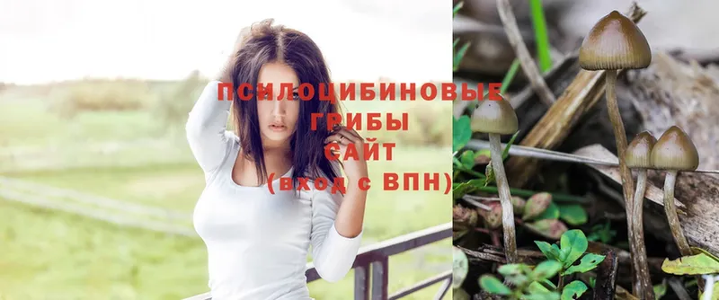 Галлюциногенные грибы Psilocybe  Великие Луки 